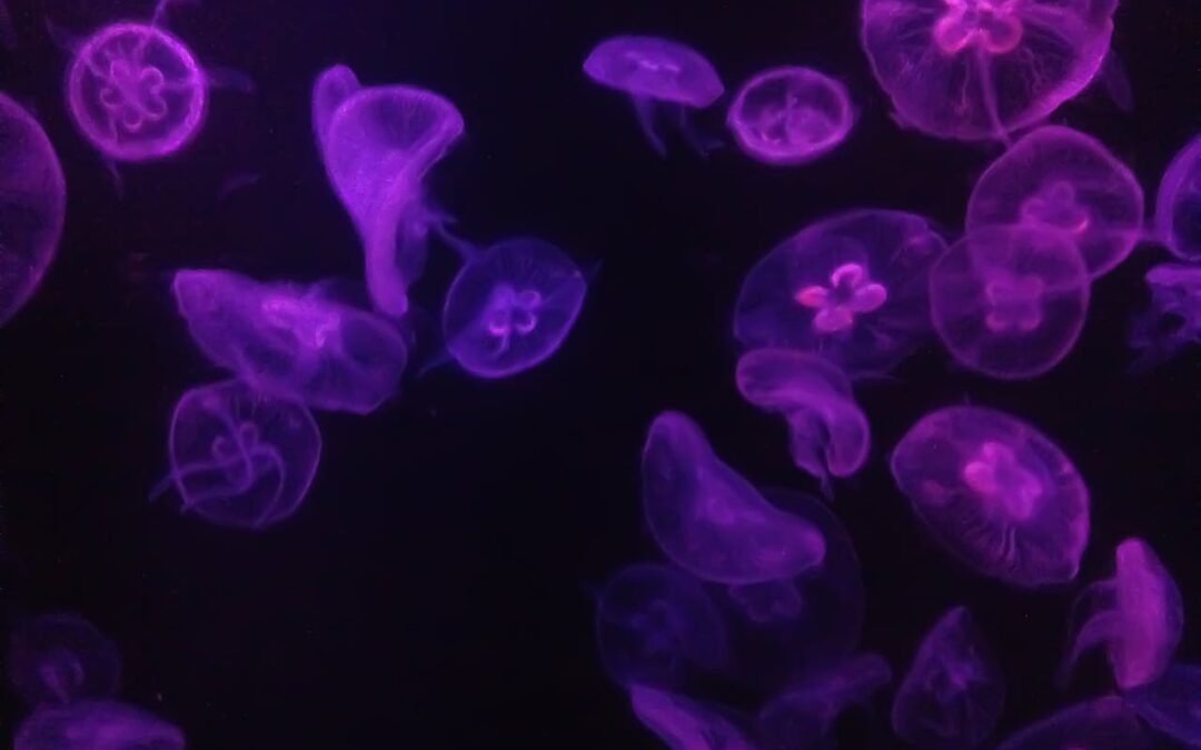 كيف نصوّر الإضاءة الحيوية دون إزعاج الكائنات